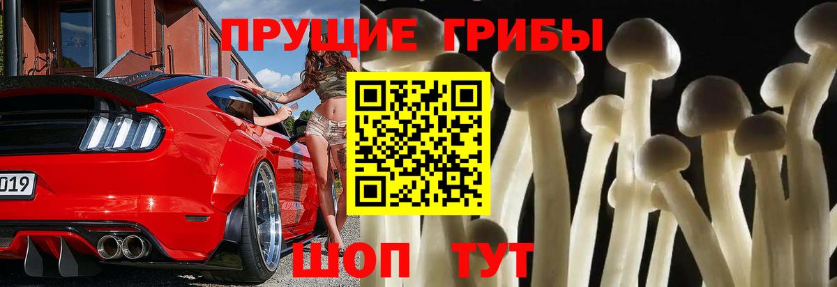 Галлюциногенные грибы Psilocybe Павлово